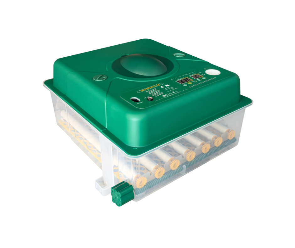 incubator oua